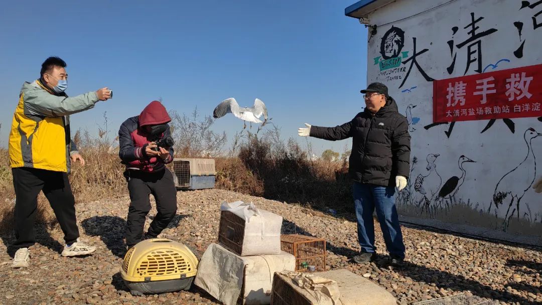 據保護地主任田志偉老師介紹,隨著灤河口溼地生態環境不斷向好,每年在