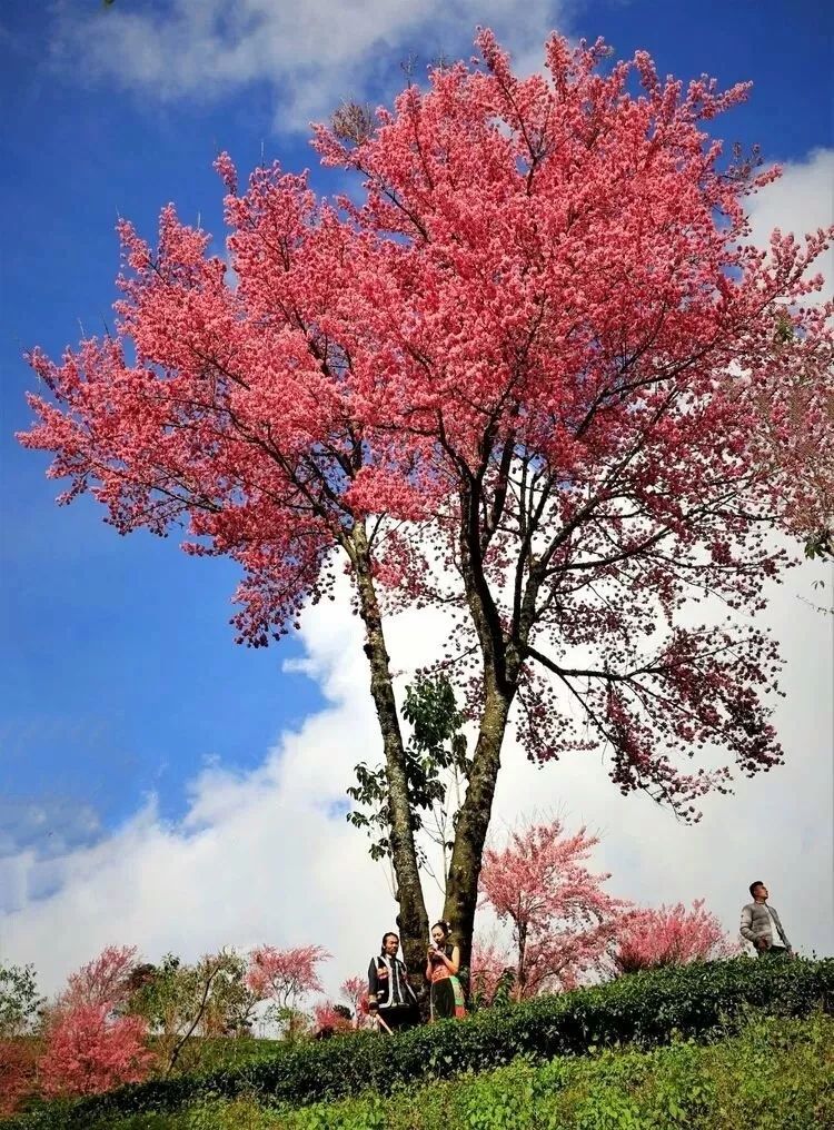 云南冬天最美的地方无量山樱花谷