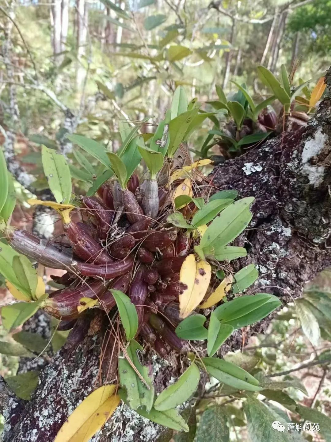 翅梗石斛 药用图片