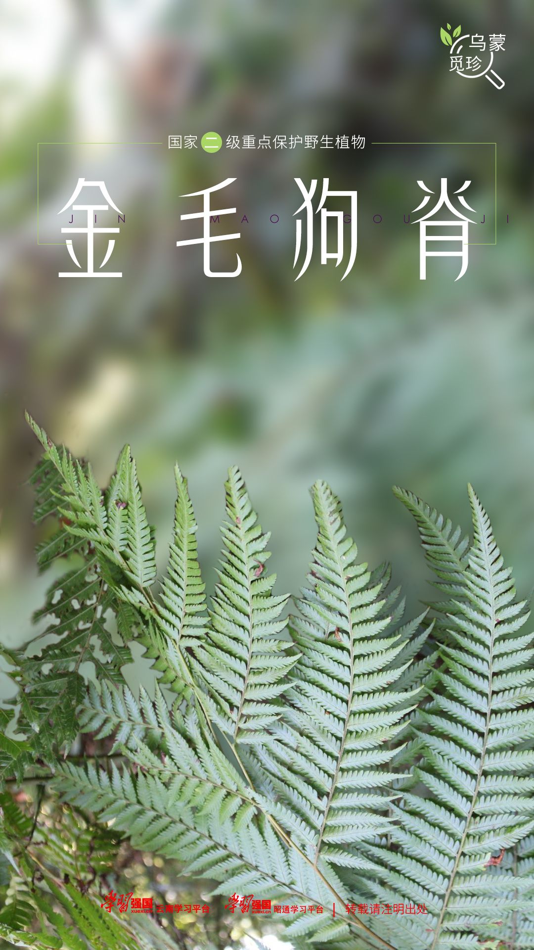 金毛狮子草药图片