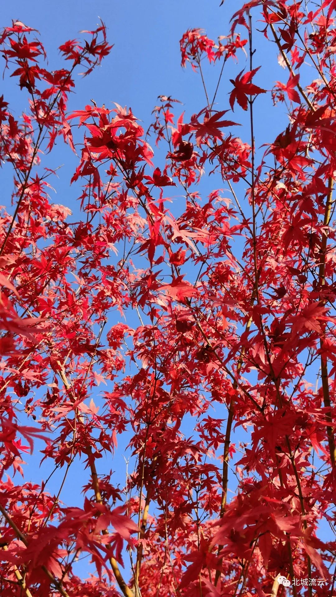霜叶红于二月花鸡爪槭