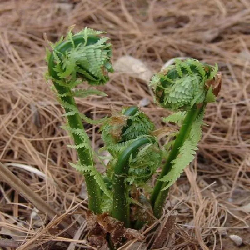 野生可食植物4荚果蕨