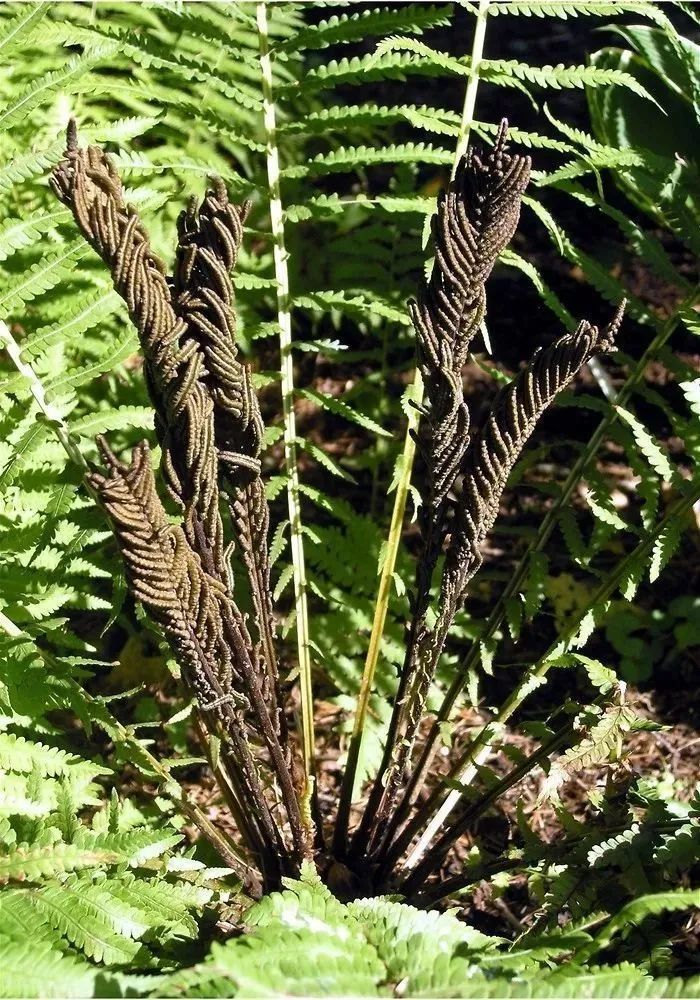 野生可食植物4荚果蕨