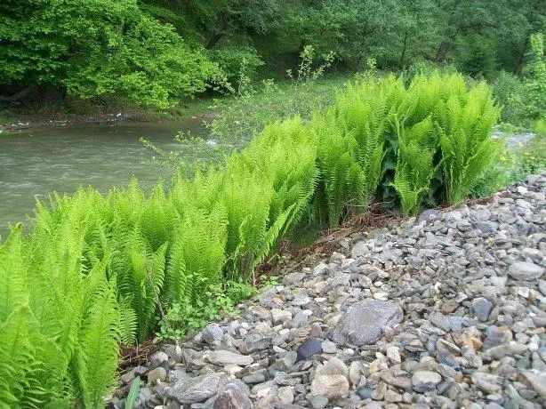 野生可食植物4荚果蕨