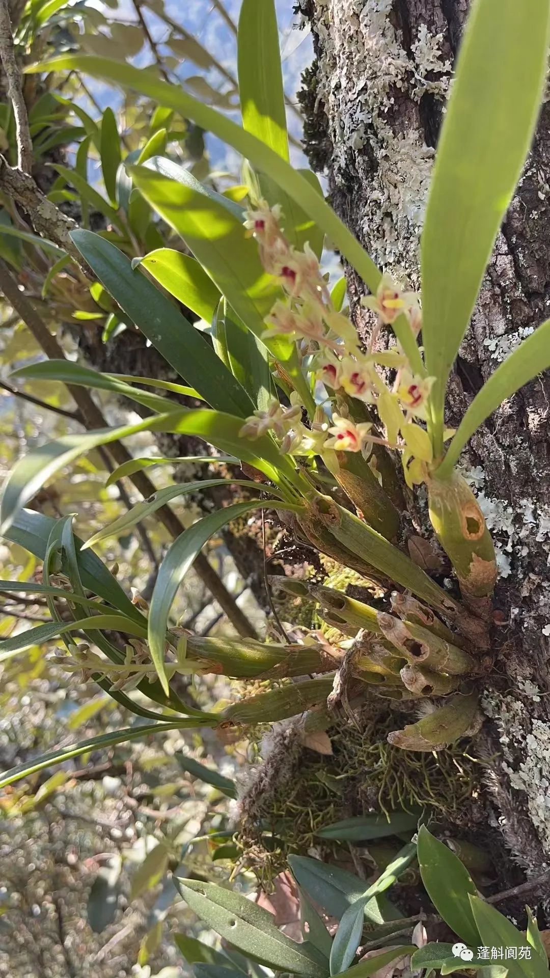 花闻起来有点香原生兰粗茎毛兰