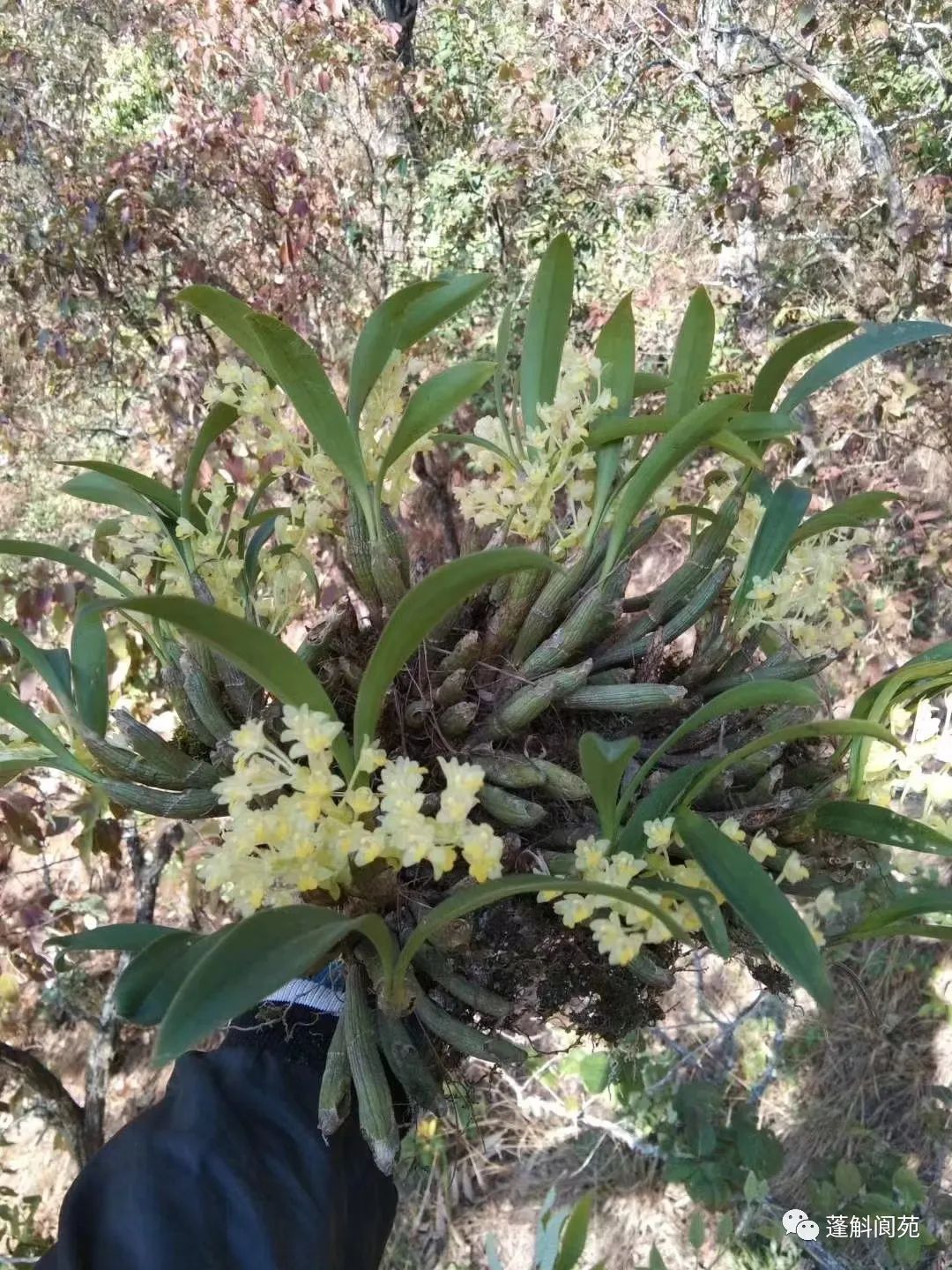 花闻起来有点香原生兰粗茎毛兰