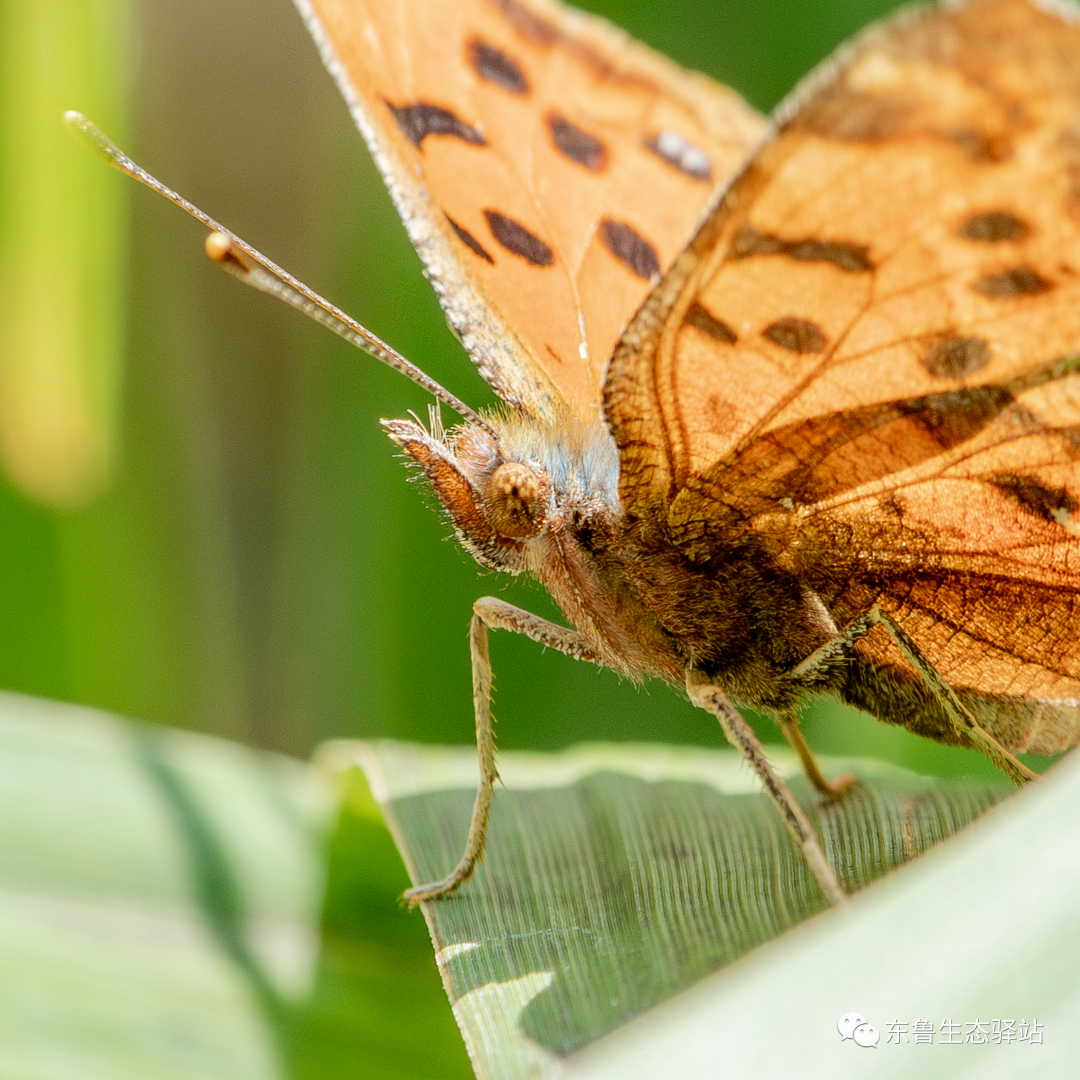 蛱蝶科的蝴蝶,因为前足退化,只有中足和后足可以行走,所以又叫四足蝶