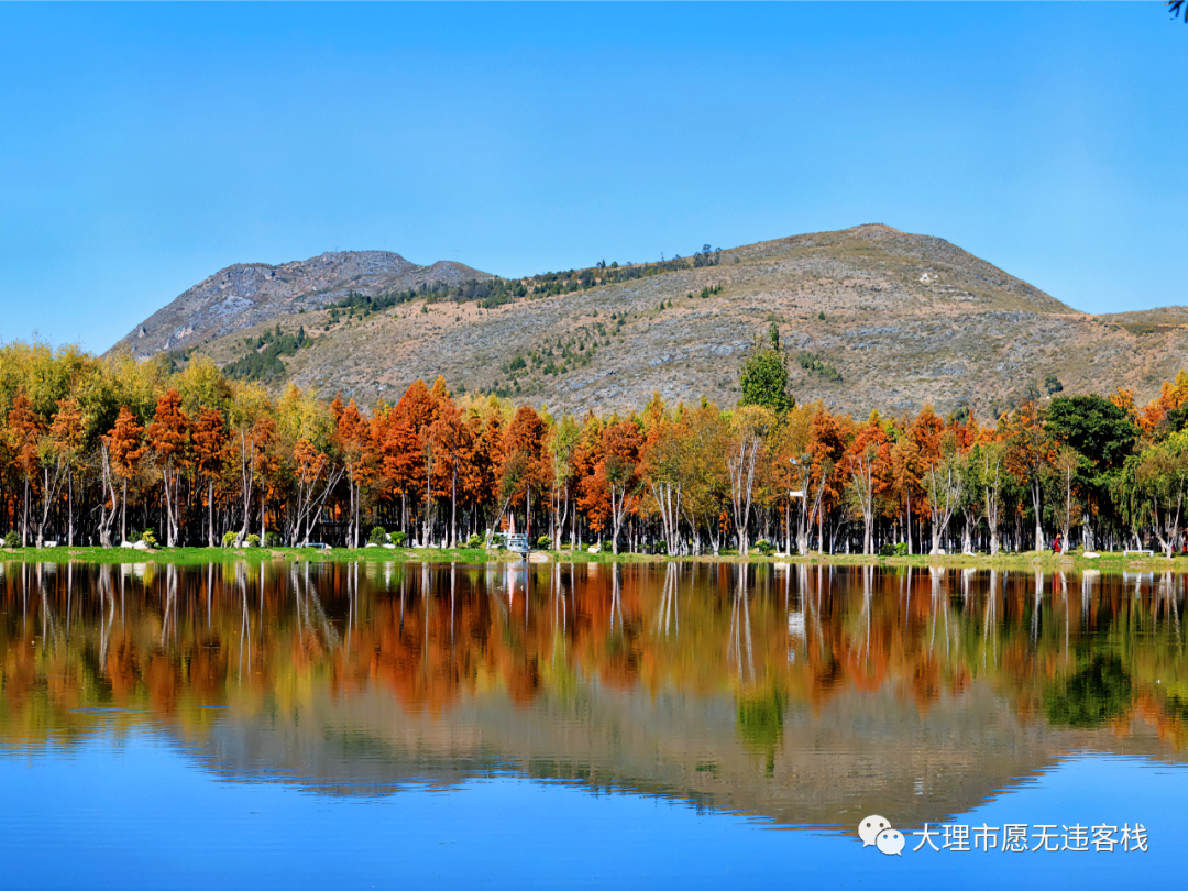 點擊放大點擊放大冬日好去處,大理洱源茈碧湖.水杉風景,這裡獨好!