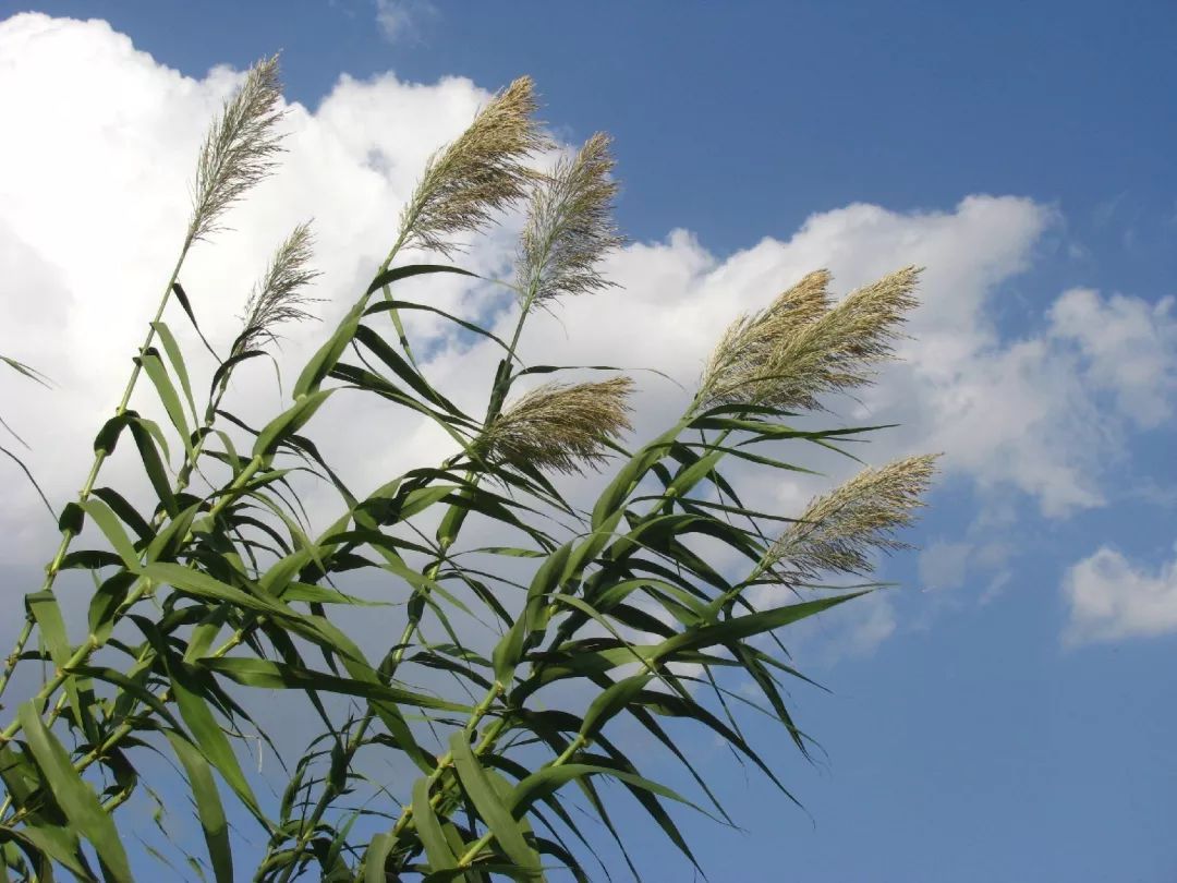 芦苇草 漂亮图片