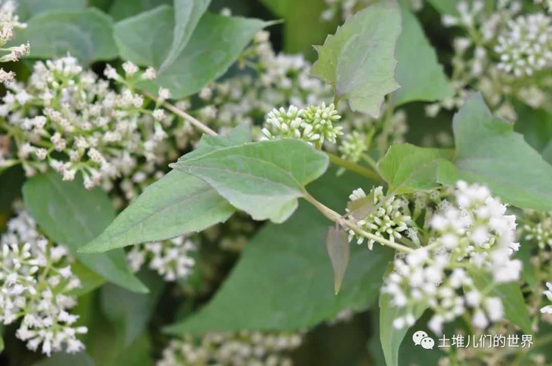 植物杀手薇甘菊图片