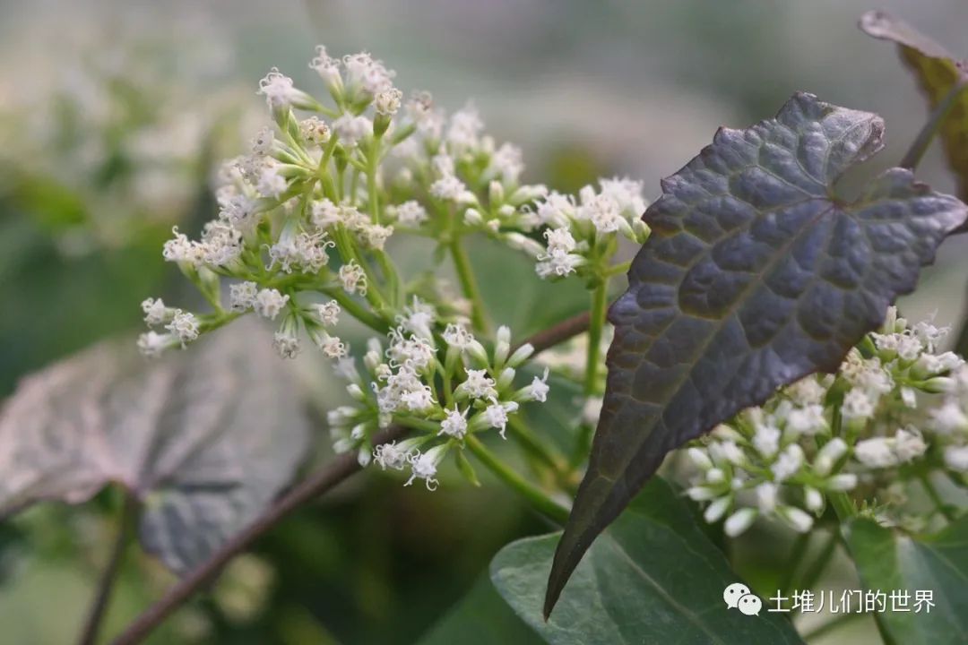 植物杀手薇甘菊图片