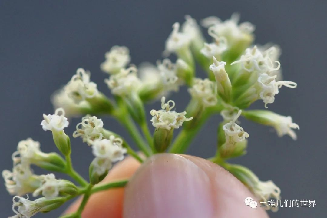 植物杀手薇甘菊图片