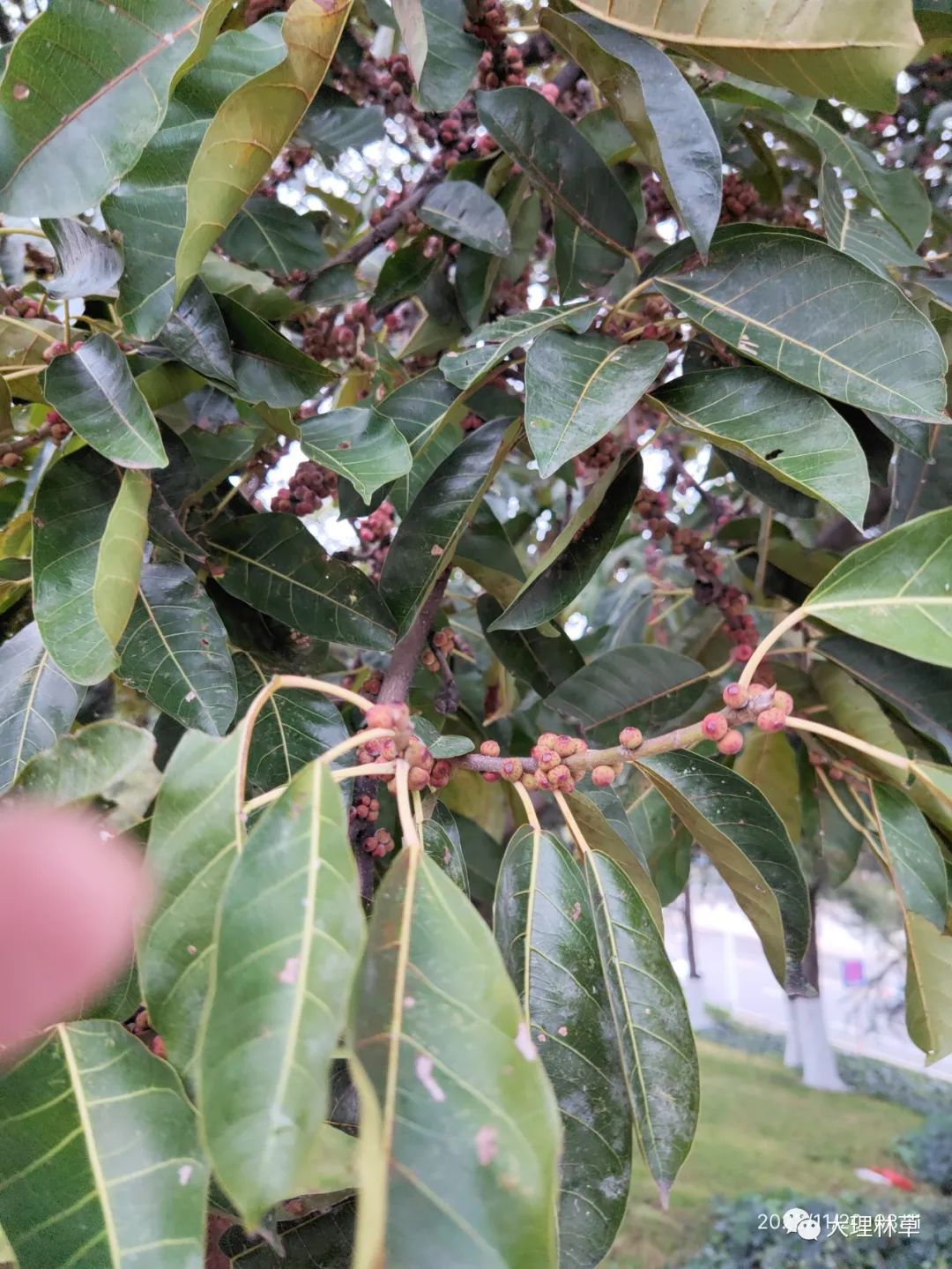 黃葛樹華山松旱冬瓜復羽葉欒樹杜英地果大青樹大理羅漢松山茶大理茶水