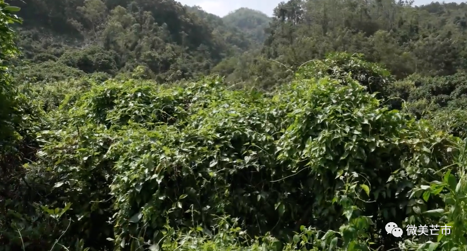 目前,薇甘菊已在我州範圍內迅速擴散蔓延,海拔1700米以下的區域均有不