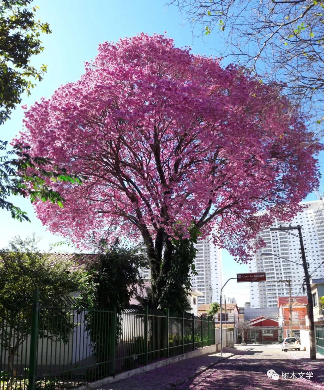 紫花風鈴木能在冬季開花的神奇喬木