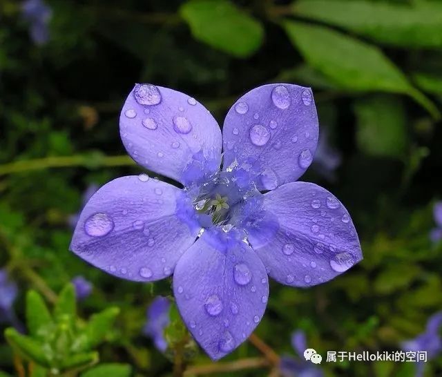 藍鍾花高山之美