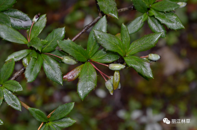 玉龍雪山觀賞植物之十七麗江小檗