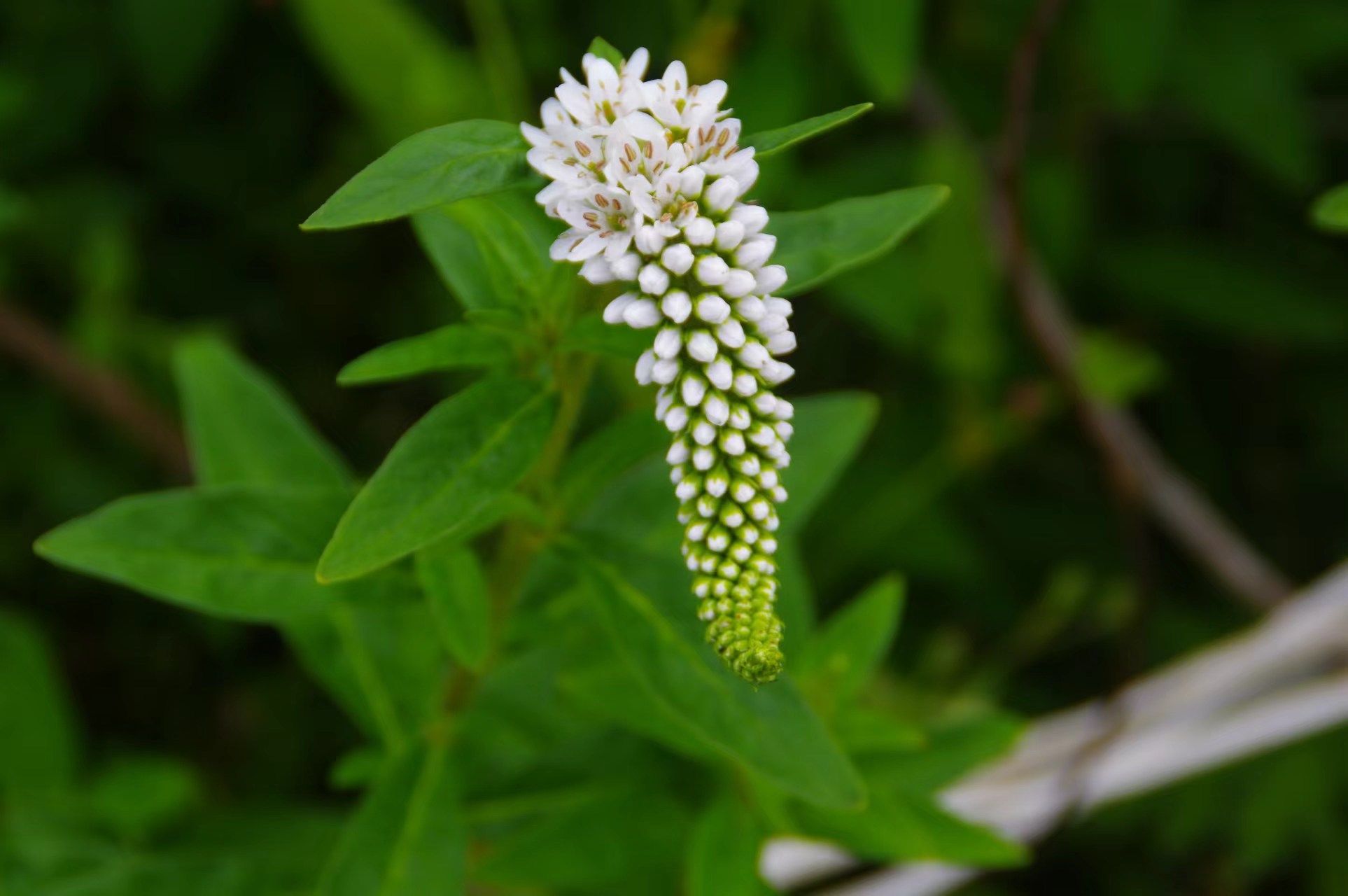 狼尾花花语图片