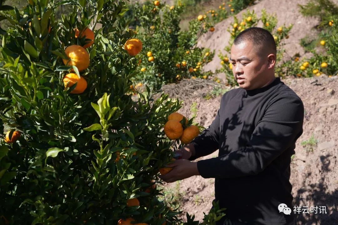 遍佈山崗的柑橘園裡,成片的柑橘樹上,滿掛著金燦燦,沉甸甸的果實,猶如