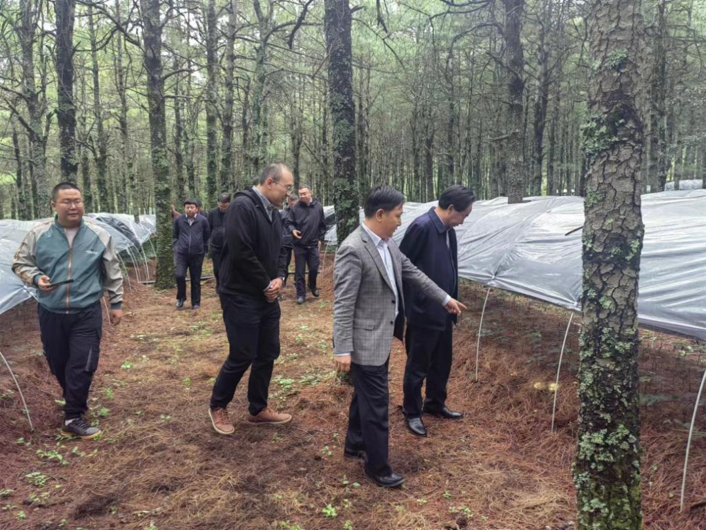 市林草局李伊副局長一行到海口林場林下仿生三七基地實地調研