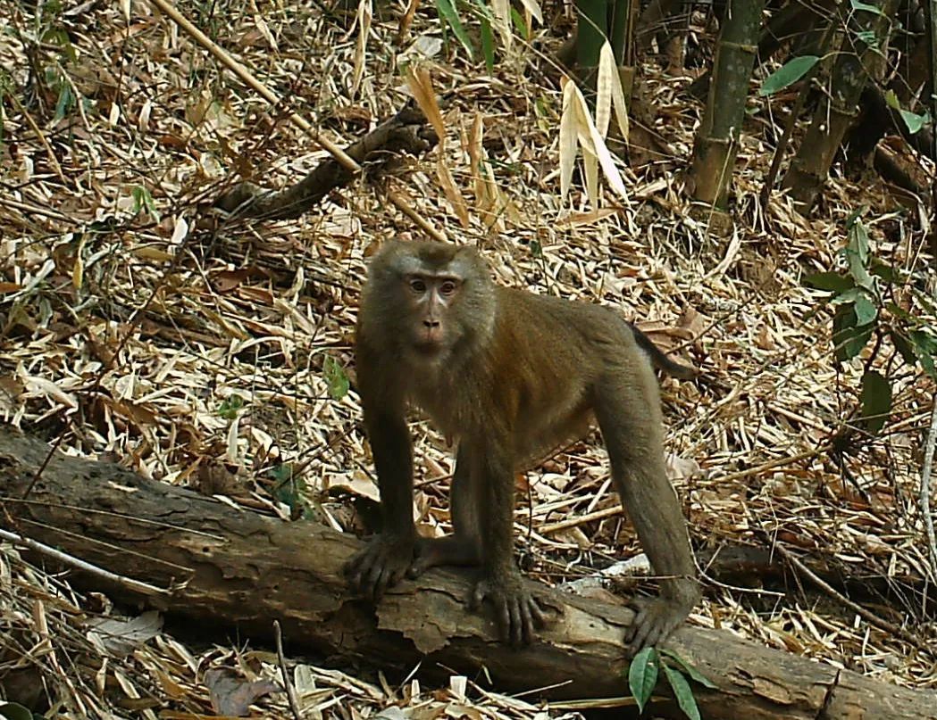 生態雲南納板河保護區入選首批國家級陸生野生動物重要棲息地