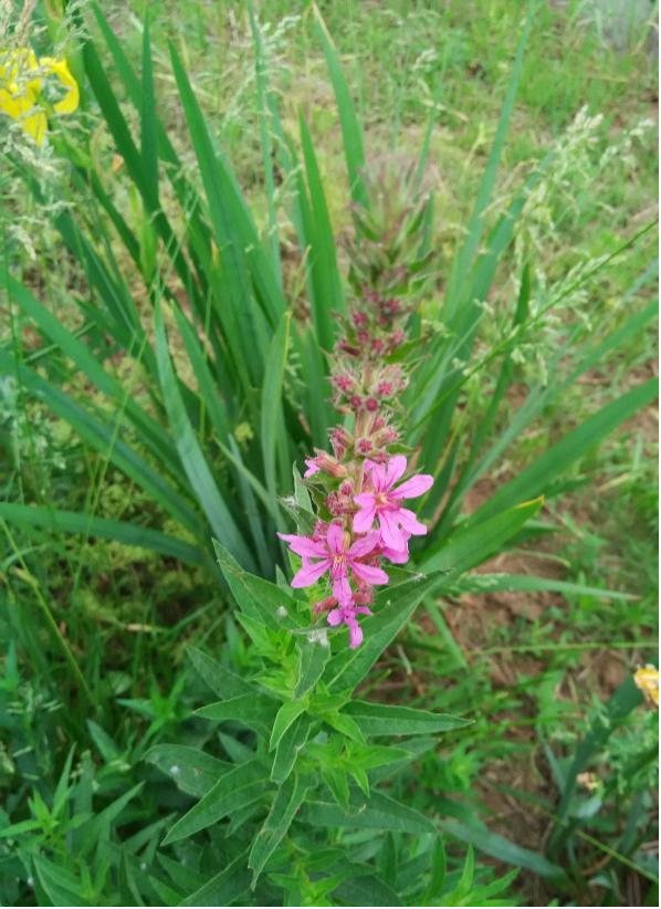 正文千屈菜(图片来源于渭南市林业局)分类地位:千屈菜科 千屈菜属别名