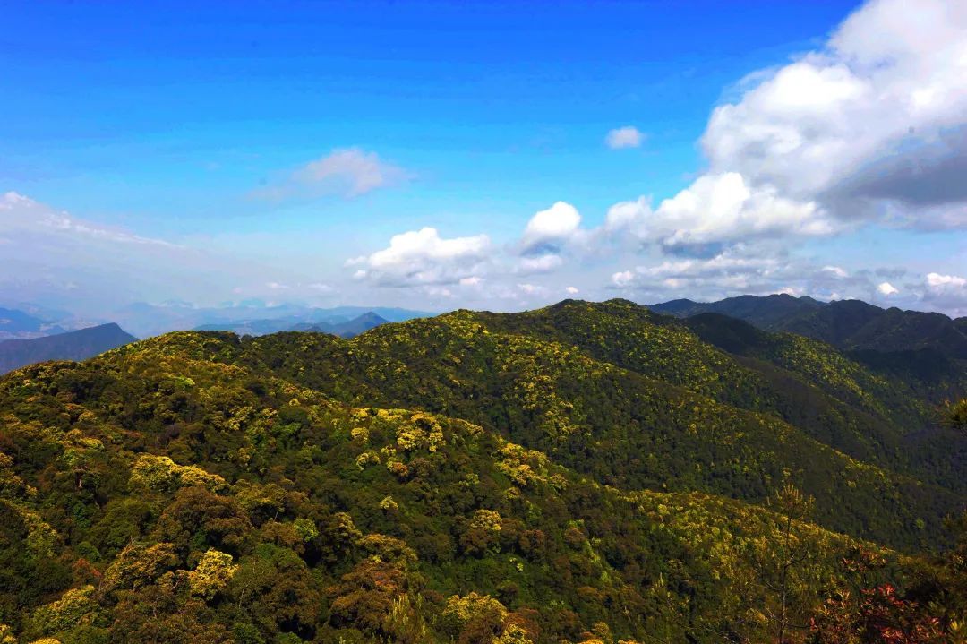 景东无量山自然保护区图片